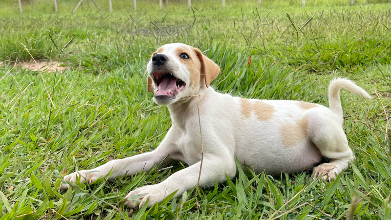 Prefeitura de Rio Preto promove neste sábado campanha de adoção para cães e gatos