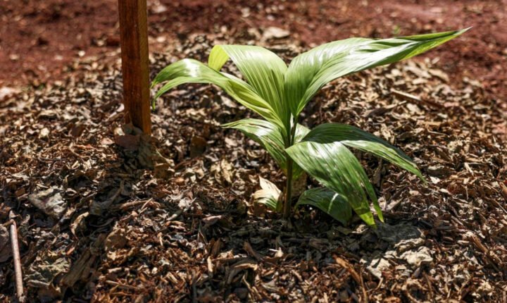 Cientistas ambientais rejeitam Flávio enquanto frente do agro mantém apoio