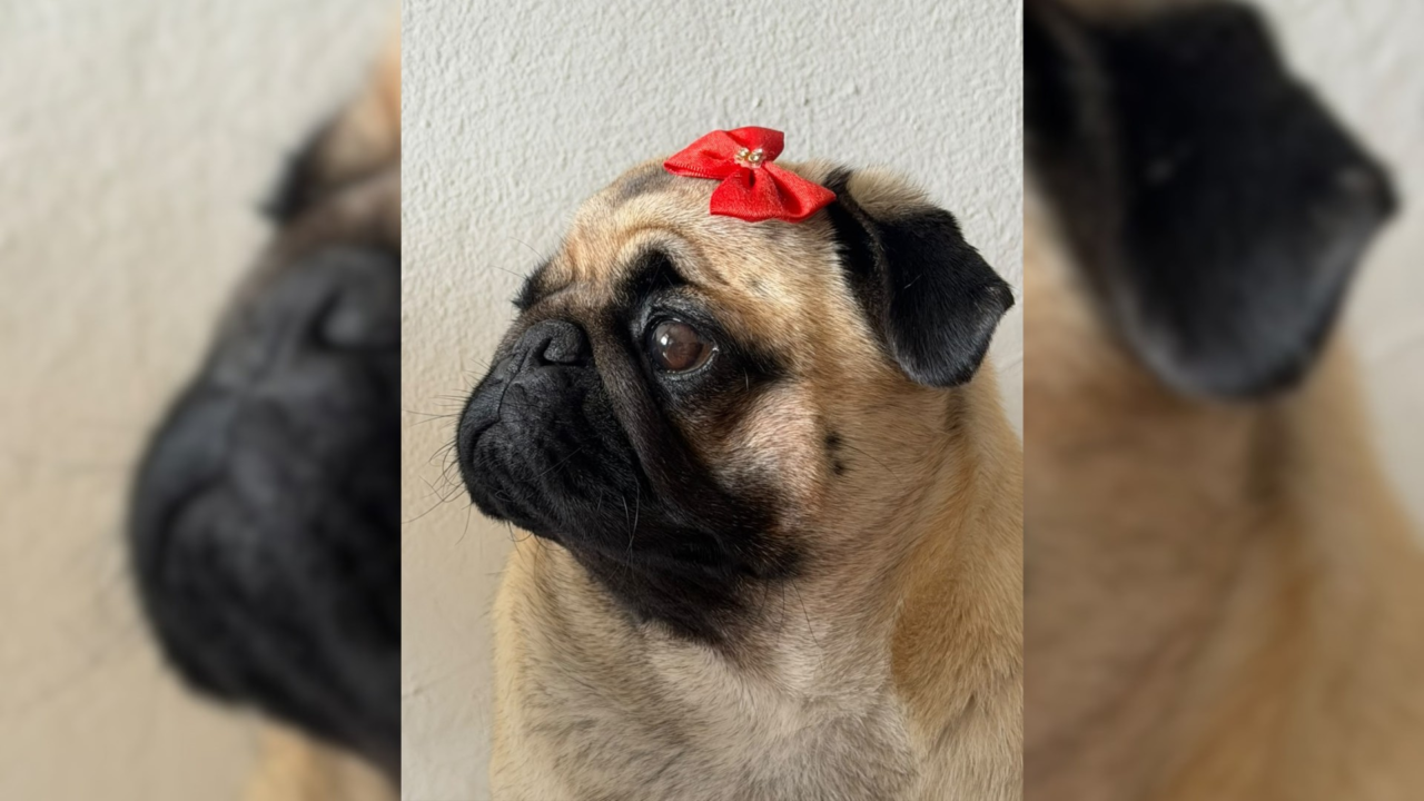 ‘Pugzinha’ troca petiscos por mamão e banana e viraliza com vídeos de conscientização sobre saúde animal