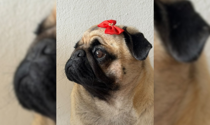 ‘Pugzinha’ troca petiscos por mamão e banana e viraliza com vídeos de conscientização sobre saúde animal
