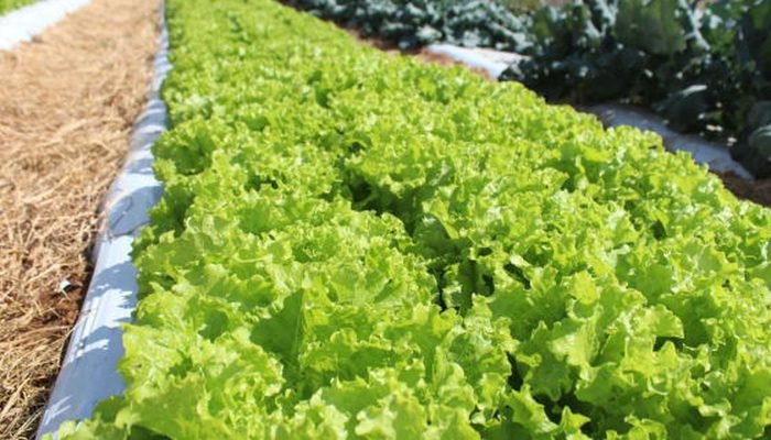 © Italo Ludke/Embrapa