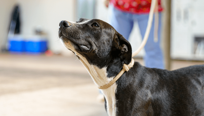 Capa_CCZ_na_Comunidade_21_de_fevereiro_dcb8f1ef36