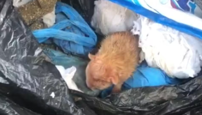 Captura de tela 2025-09-13 085100