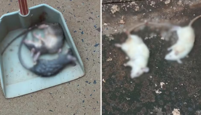 Captura de tela 2025-09-30 080327