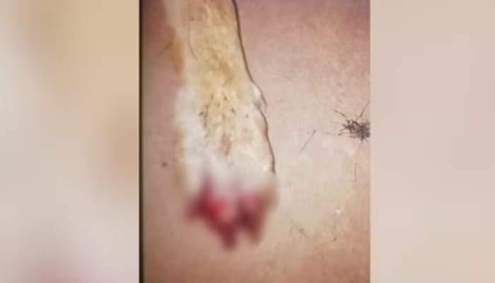 Captura de tela 2025-10-03 081929