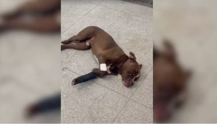 Captura de tela 2025-10-06 101105