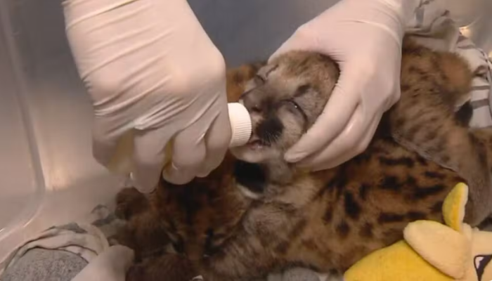 Captura de tela 2025-10-15 154226