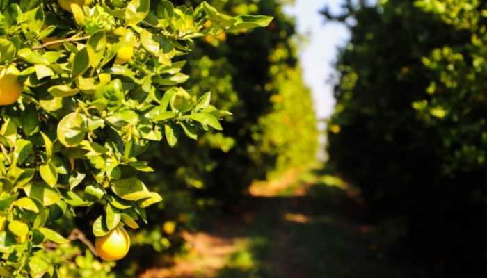 Captura-de-tela-2025-12-15-121729-768x508