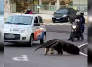 Captura de tela 2026-01-17 090601