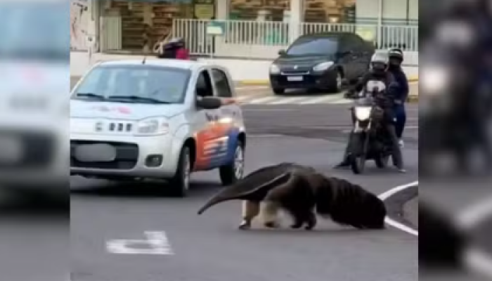 Captura de tela 2026-01-17 090601