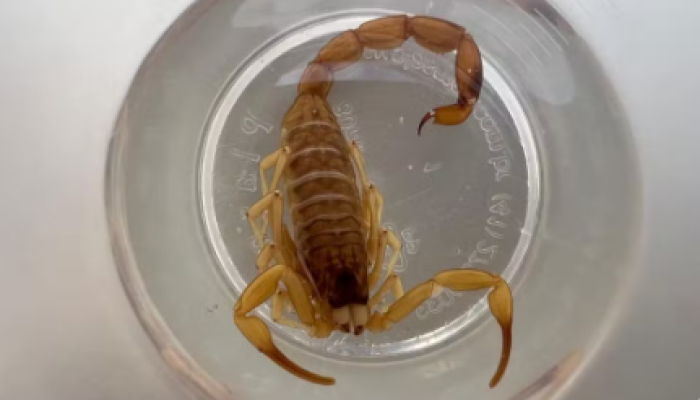 Captura de tela 2026-02-19 153237