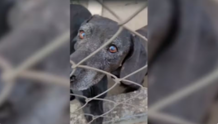 Captura de tela 2026-02-20 075139