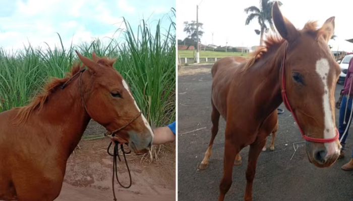 Captura de tela 2026-03-11 075218