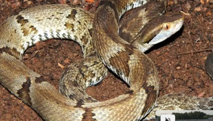 Captura de tela 2026-03-11 111359