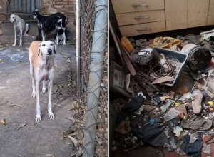 Captura de tela 2026-03-17 140407