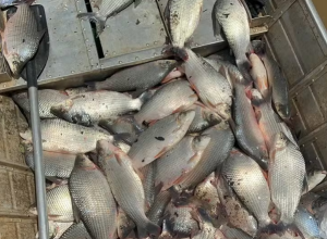 Captura de tela 2026-03-18 152651