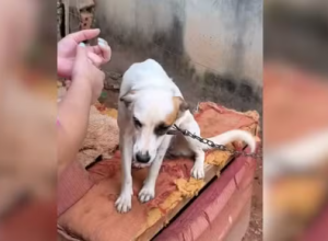 Captura de tela 2026-04-02 163323