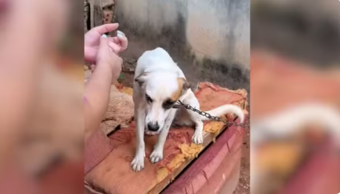 Captura de tela 2026-04-02 163323