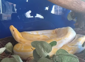 Captura de tela 2026-04-06 134546