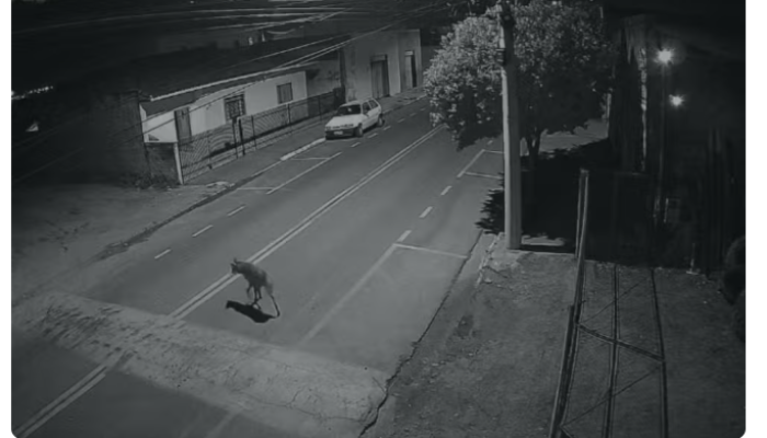 Captura de tela 2026-05-29 083018