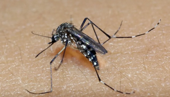 DENGUE