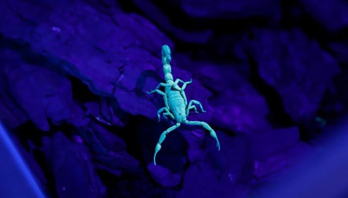 Escorpiao_visto_com_luz_ultravioleta_bdcd4f26be
