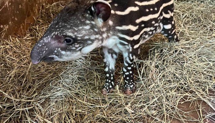 Filhote-Anta-Amora-foto-divulgacao1