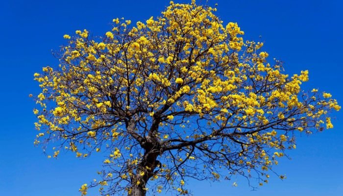 Foto_Ipe_Amarelo_Ivan_Feitosa_SMCS_Pref_SJ_Rio_Preto_8e043febb1