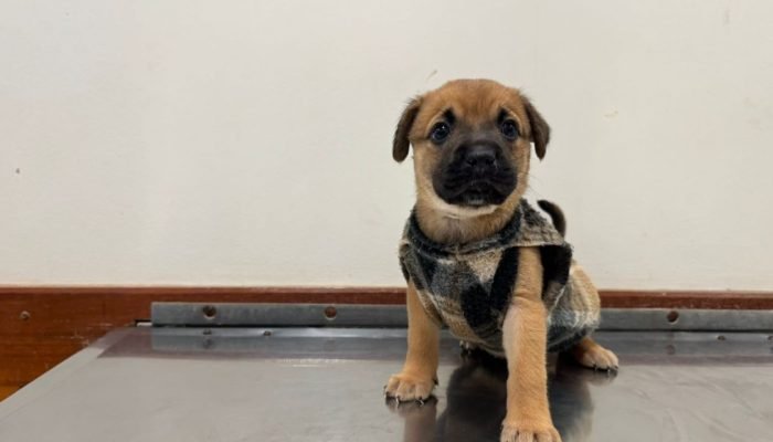 Harry_Stiles_179c97082d