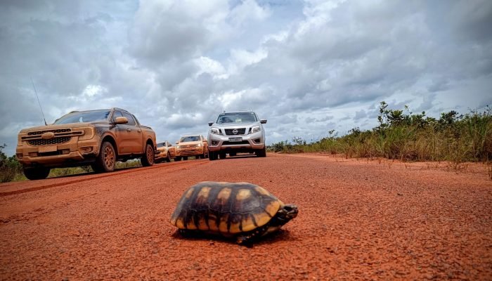 Jabuti atravessa rua em obra próximo à cidade de Liden, na Guiana. (Foto: Marcos Tosi / Gazeta ...