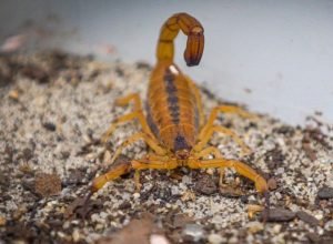 Interna1_amarelo-do-nordeste_Tityus_stigmurus_RafaelSimoes