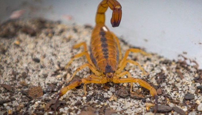 Interna1_amarelo-do-nordeste_Tityus_stigmurus_RafaelSimoes