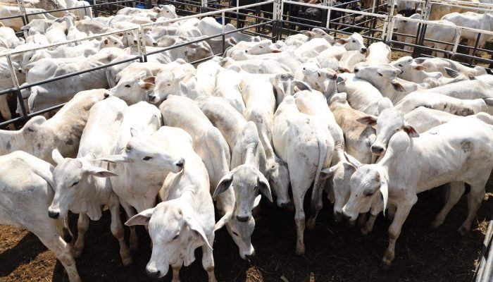 Leandro_Gasparetti_Magazine_Agro_Fest_OK_2842bdd858