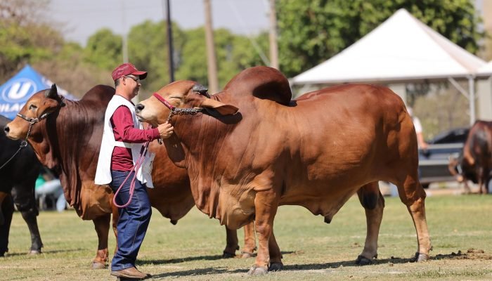 Leiloes_Expo_Rio_Preto_6454fef190