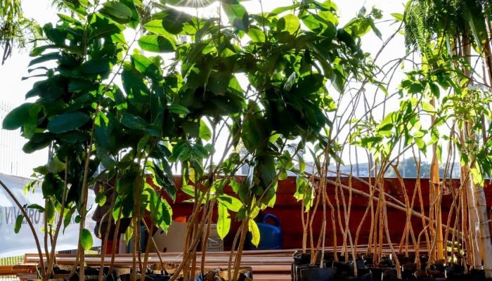 Mudas_Ivan_Feitosa_SMCS_Pref_SJ_Rio_Preto_a4c2434c66 (1)