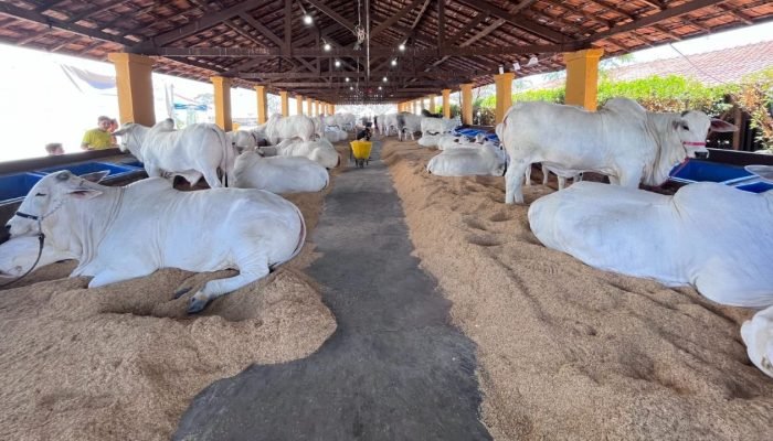 Nelore_Etapa_Corte_07c30cb731