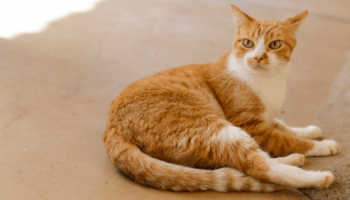 SABADO_SAUDE_CCZ_CAPA_6c6e419800