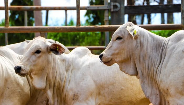 Sanidade-Animal-Brucelose-2-semestre-1024x682-1