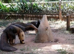 Tamandua_Ivan_Feitosa_a5cf845008