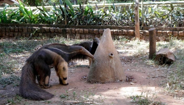 Tamandua_Ivan_Feitosa_a5cf845008