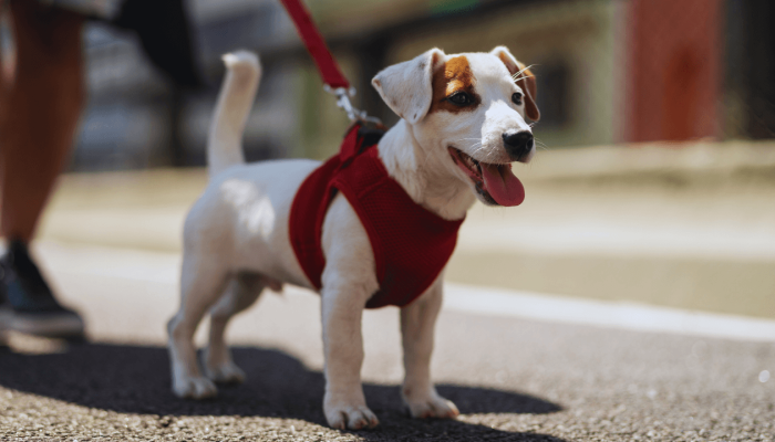 Uso_de_coleira_e_focinheira_reforca_seguranca_em_passeios_com_pets_d29a339b97