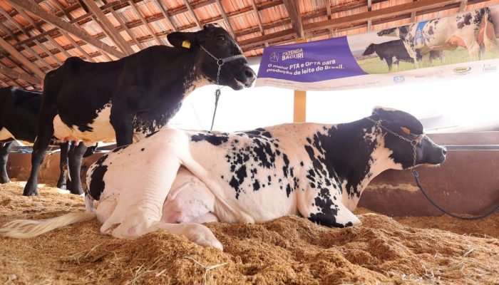 Vaca_leiteira_54ac46f7ca