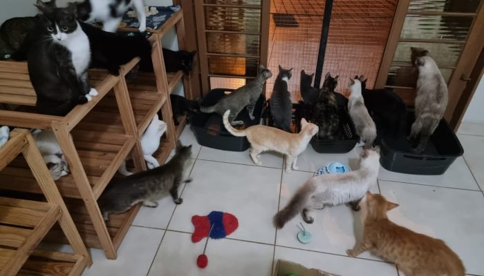 abrigodoamor_divulgacao