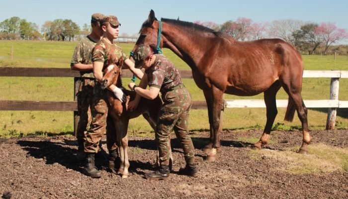 Coudelaria de Rincão, em São Borja (RS), concentra a criação de cavalos utilizados pelo Exér...