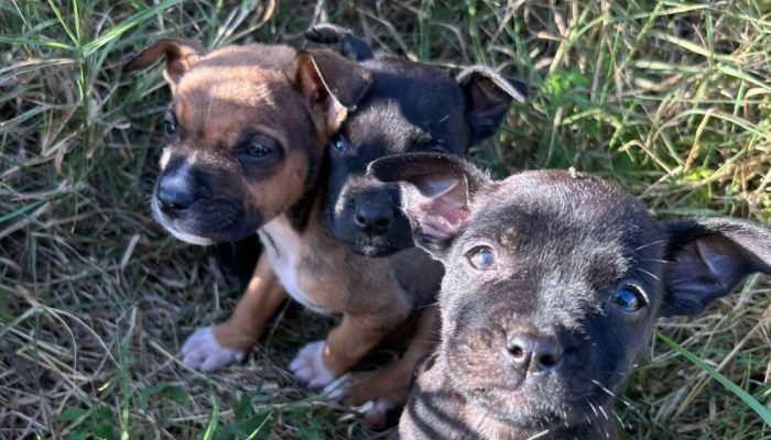 filhotes_1_541172467d