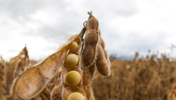 Custo de produção elevado, variação nos preços das commodities e crédito mais caro explicam...