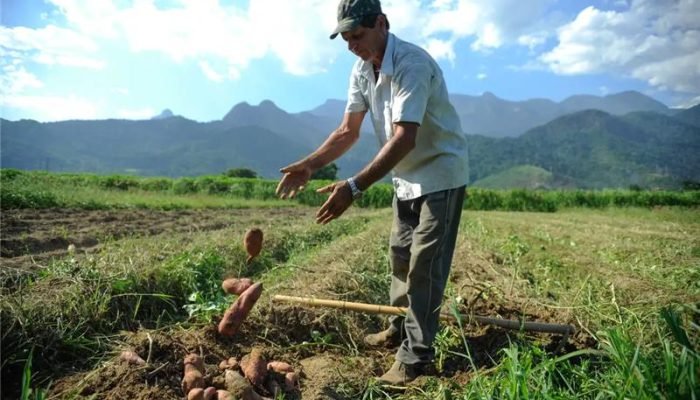Produtores enfrentam risco de perdas em um cenário já marcado por endividamento, crédito mais ...