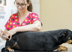 sabado_com_vacina_ccz_capa_25_4_26_cda0c184e0