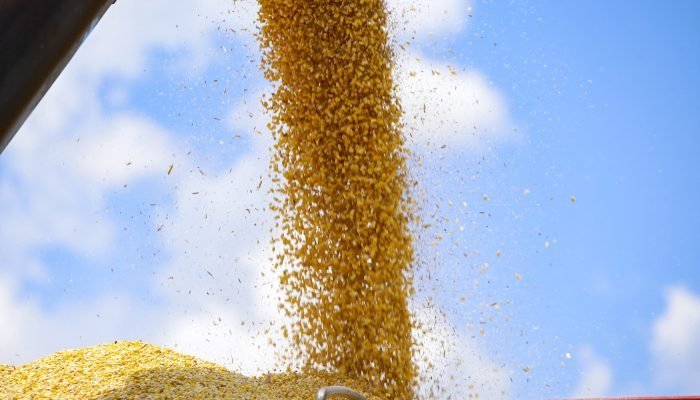 A área de primeira safra deste ano no Paraná foi 30% acima da plantação de milho de verão, p...