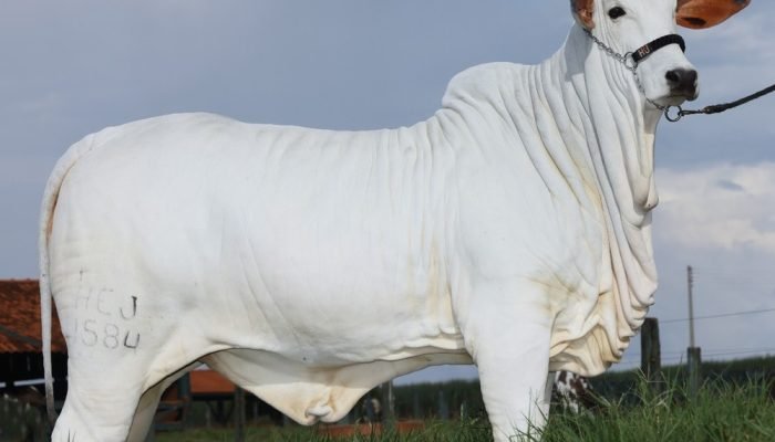 whatsapp-image-2025-09-25-at-3.09.37-pm